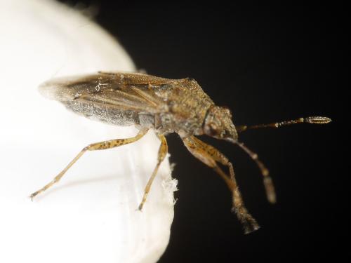 Nysius sp.